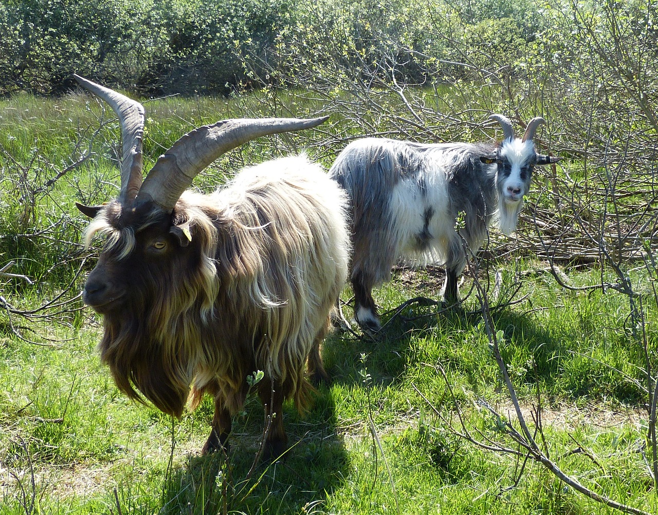 goats billy goat bock free photo