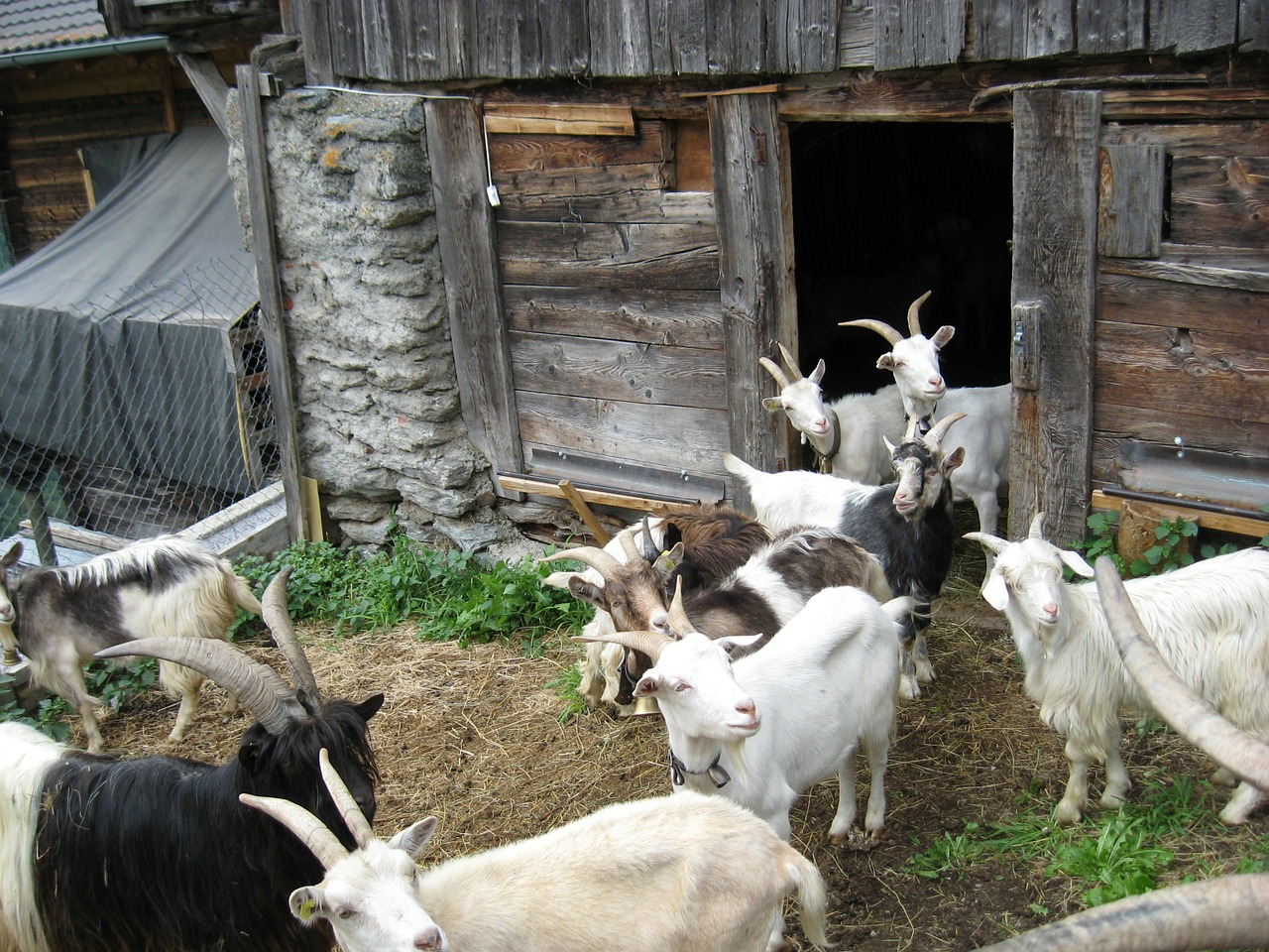 goats many white free photo