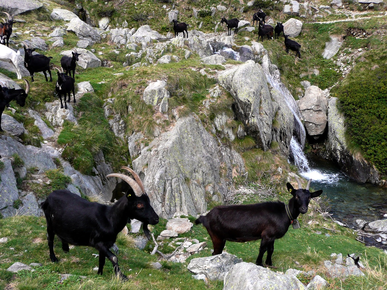 goats black flock free photo