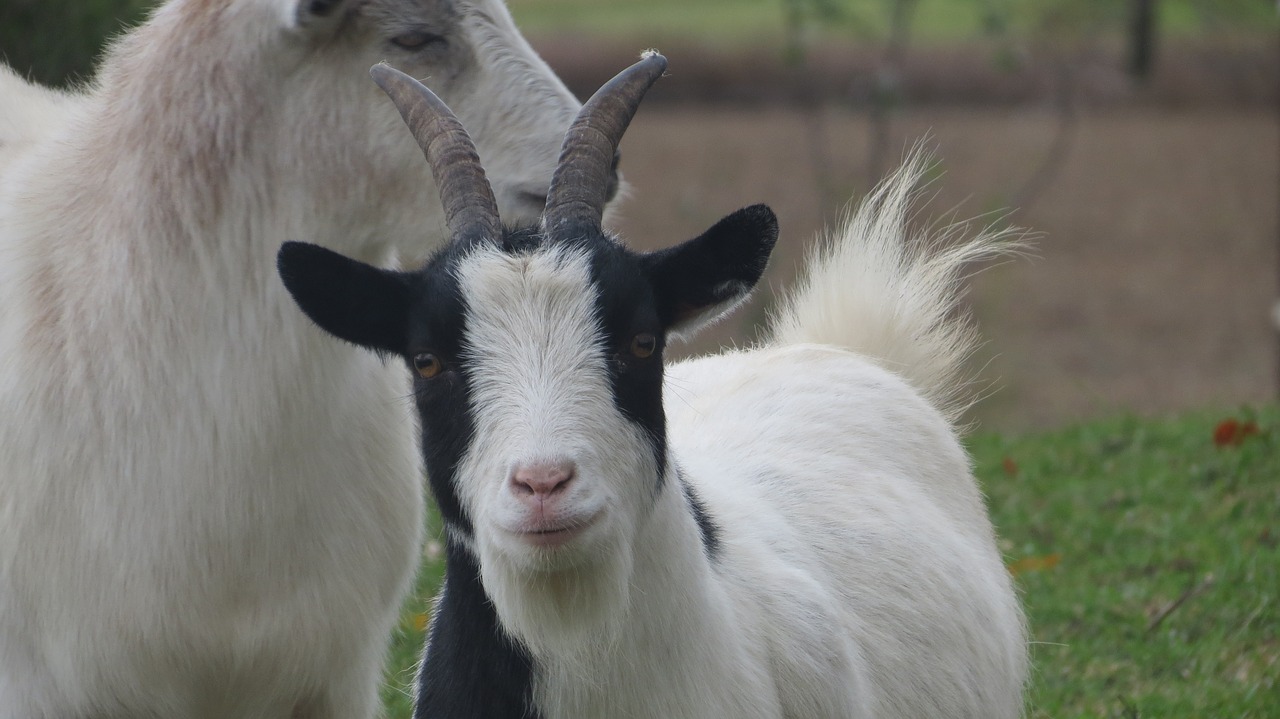goats farm countryside free photo
