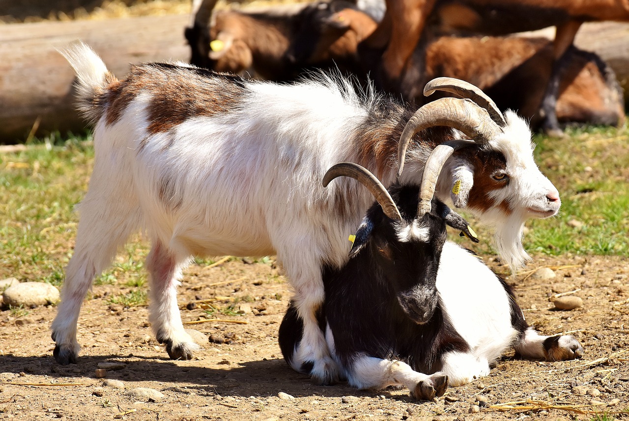 goats play cute free photo