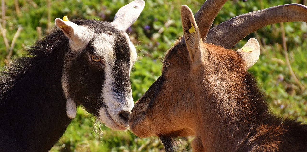 goats pair smooch free photo