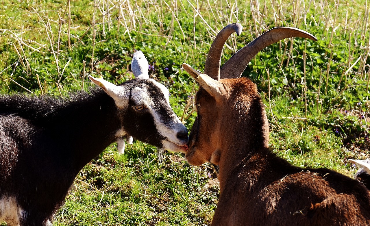 goats pair smooch free photo