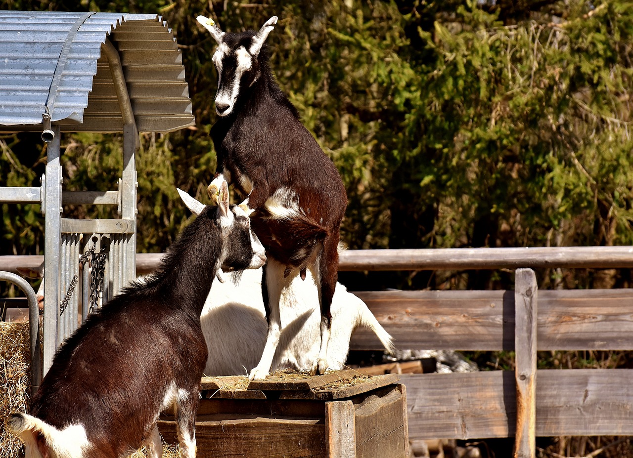 goats play animals free photo