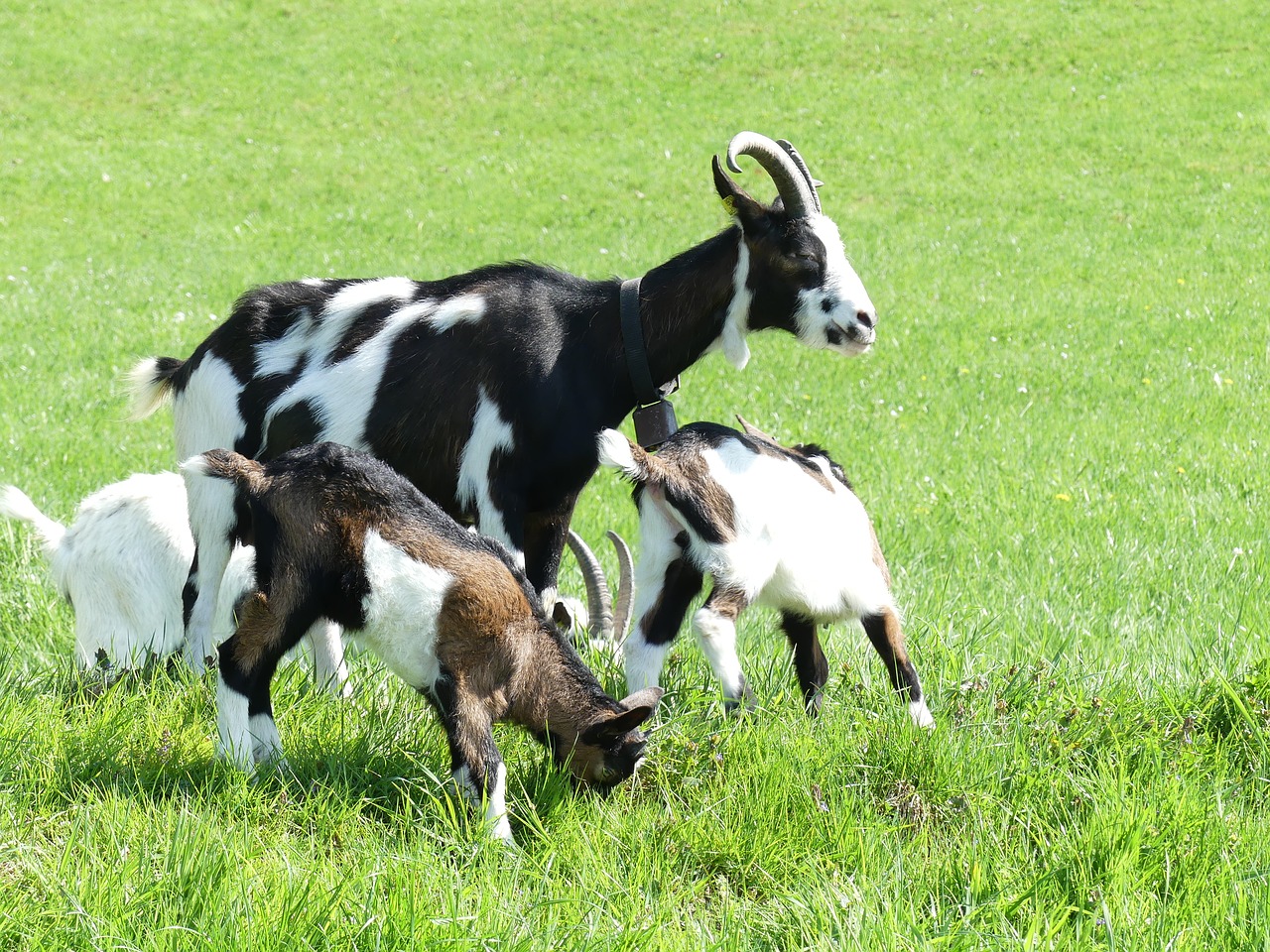 goats goat family meadow free photo