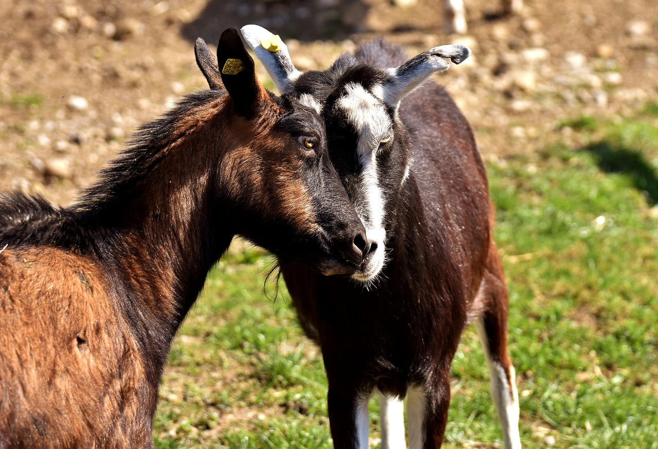 goats pair smooch free photo