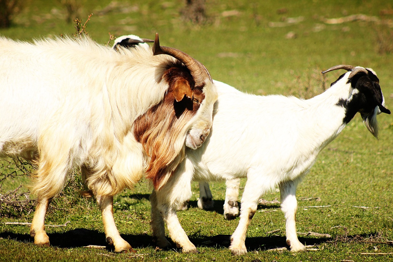 goats animals horns free photo