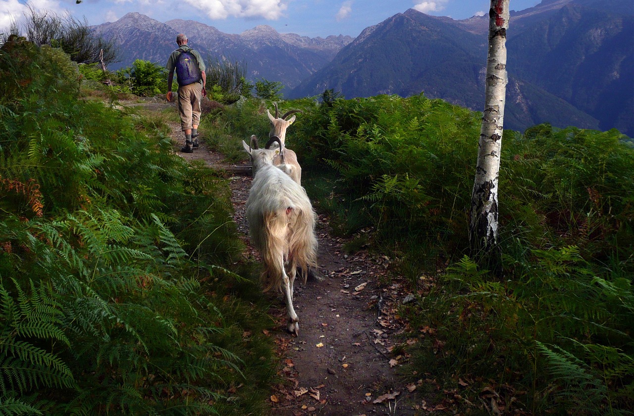 goats mountain path way home free photo