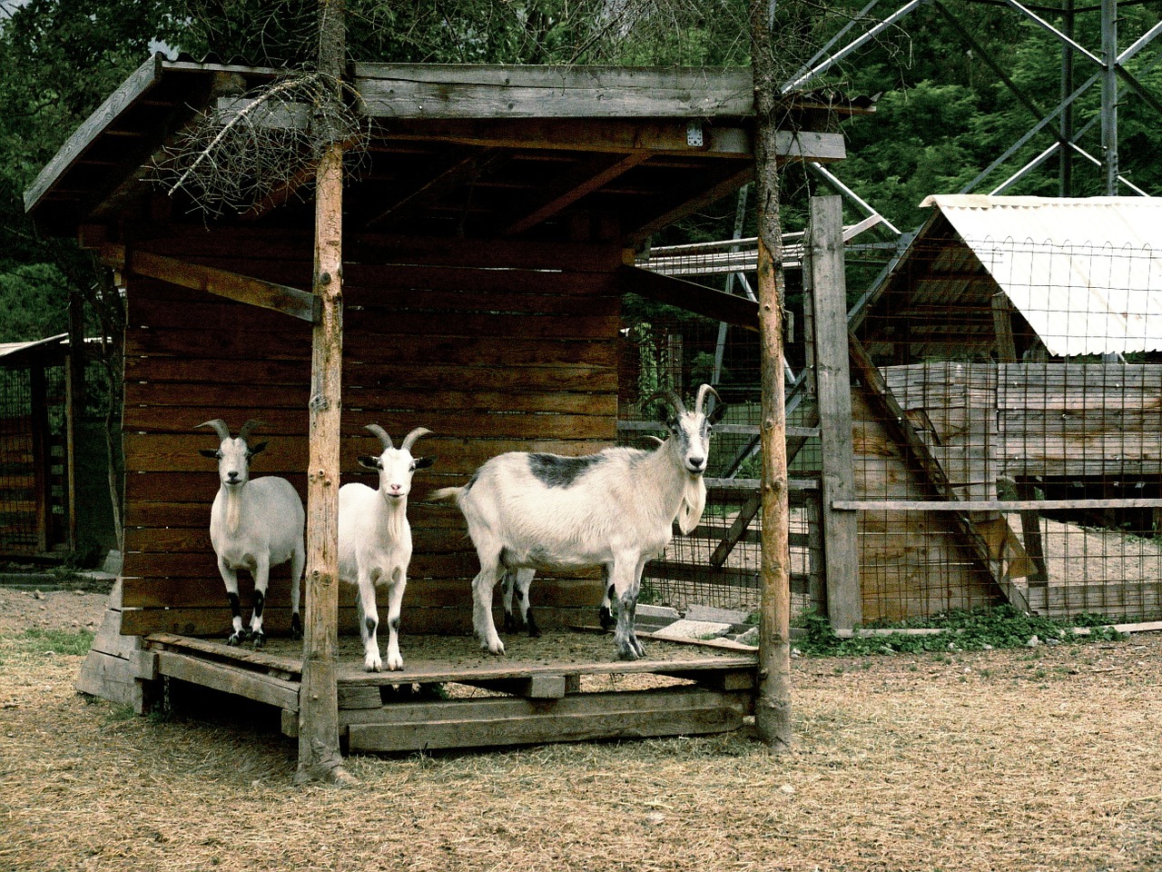 goats animals goat free photo