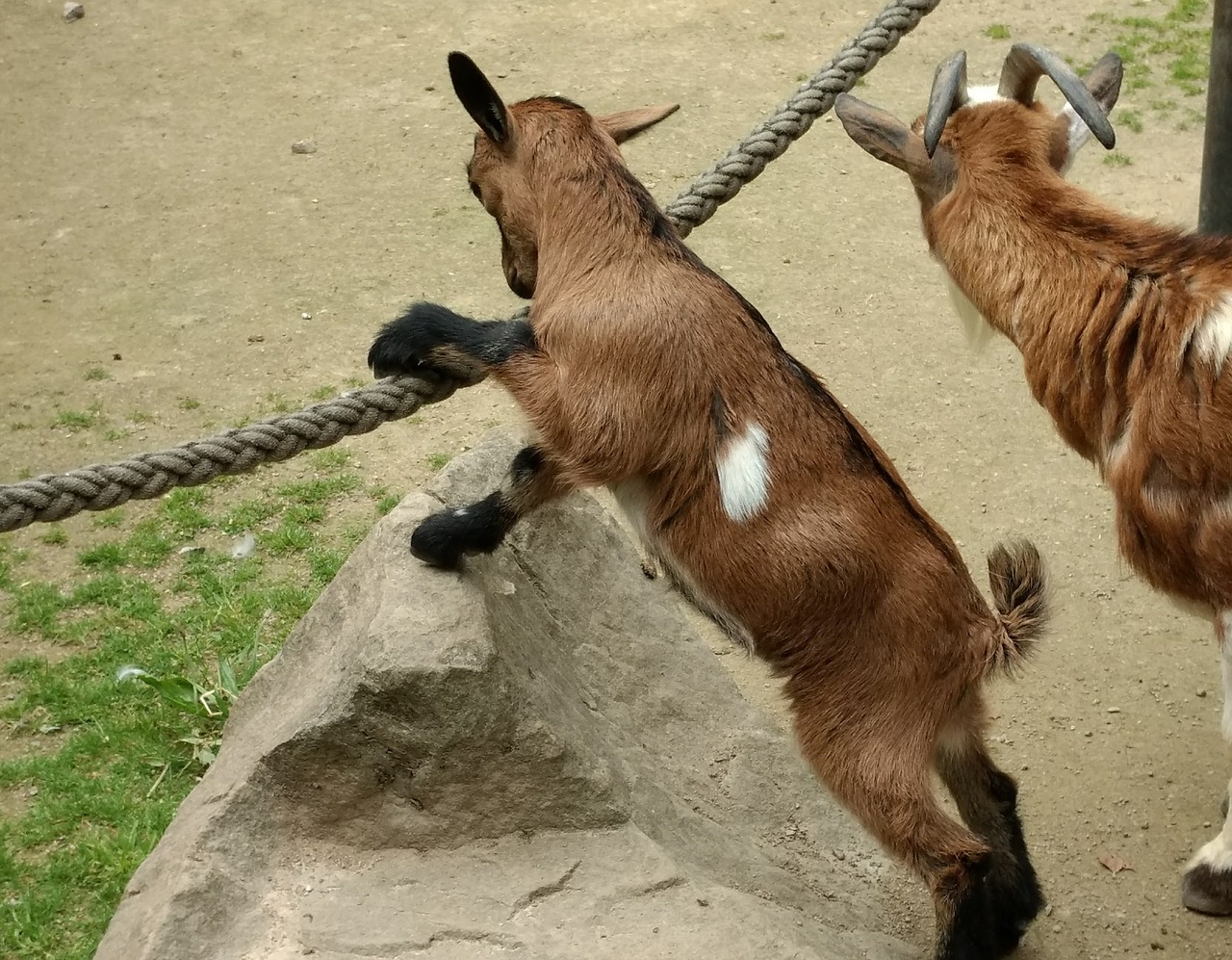 goats kid zoo free photo