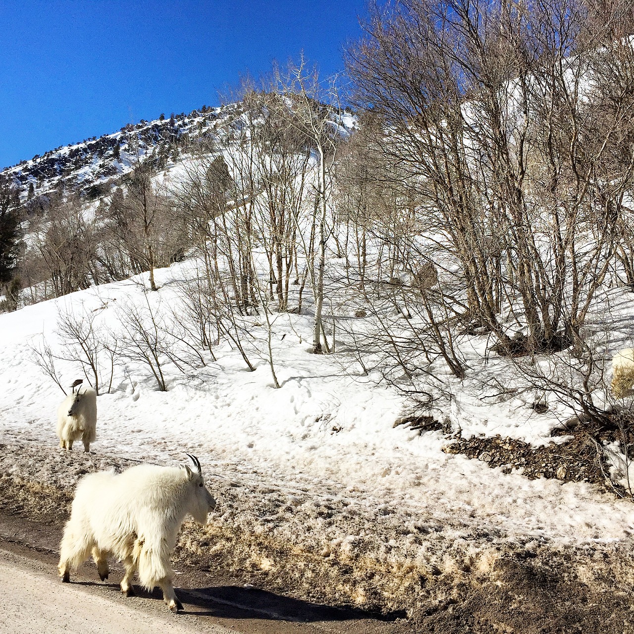 goats snow trees free photo