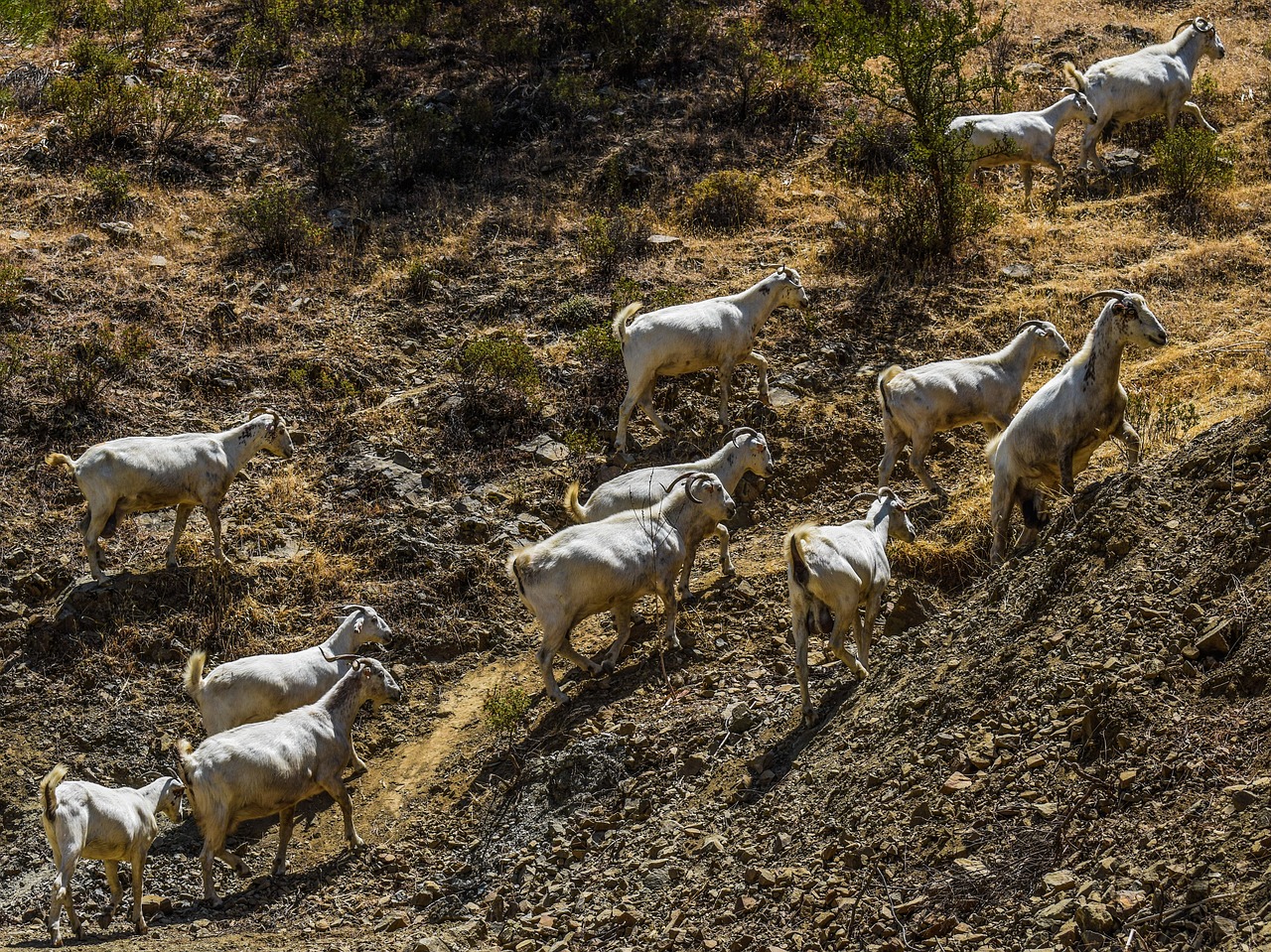 goats forest nature free photo