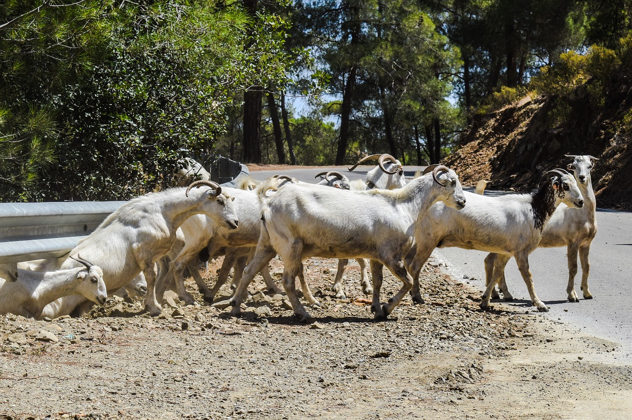 goats forest road free photo