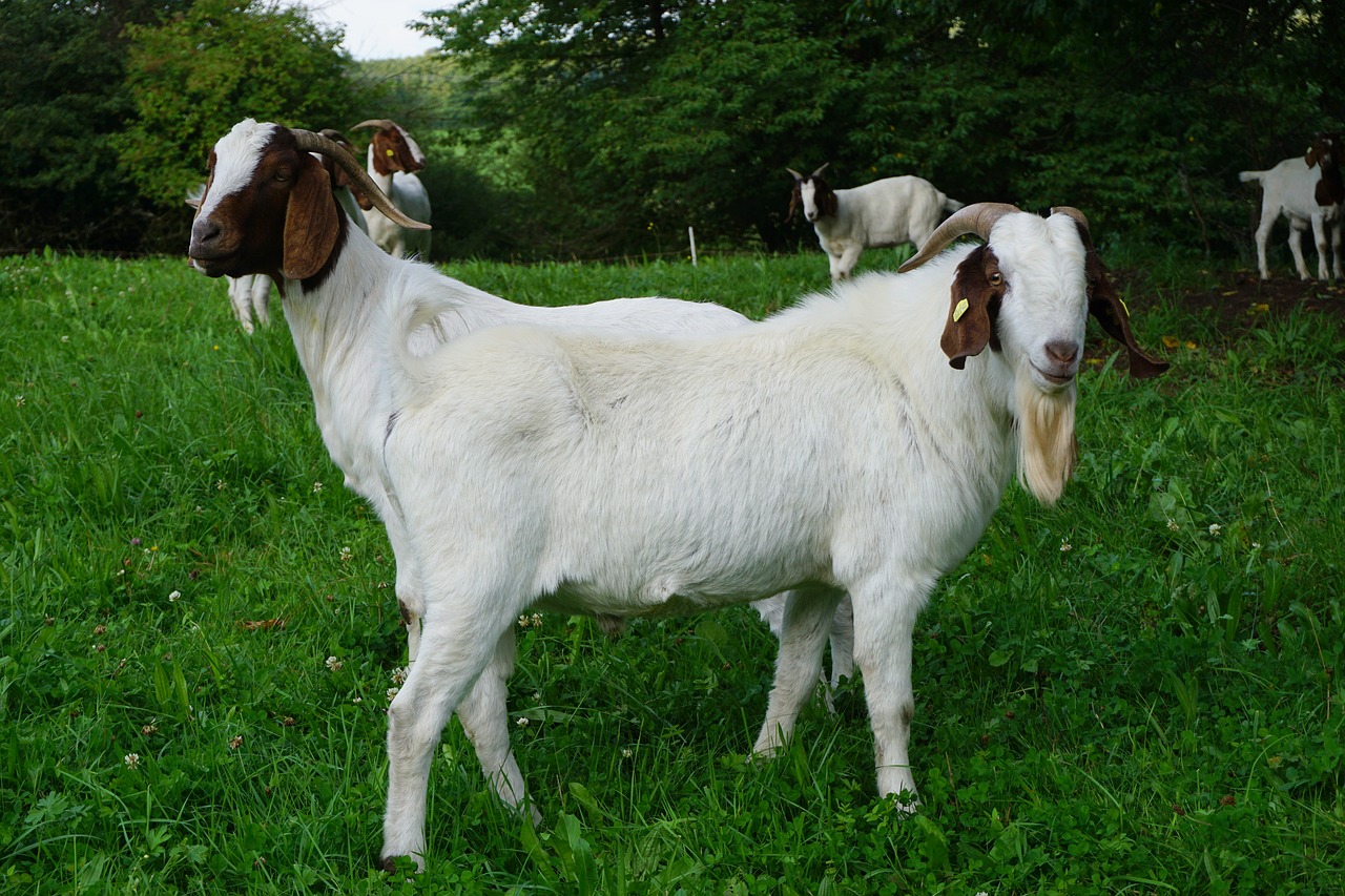 goats pasture nature free photo