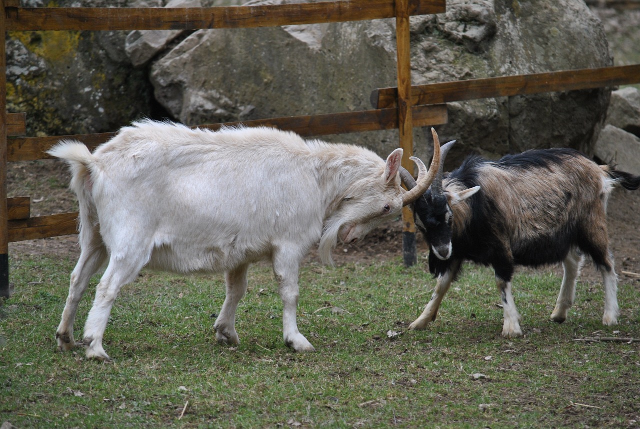 goats brawlers animals free photo
