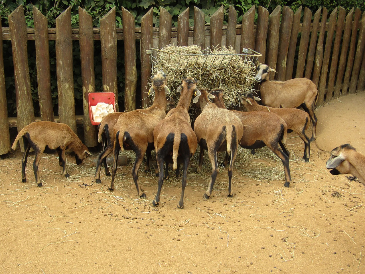 goats hungry zoo free photo