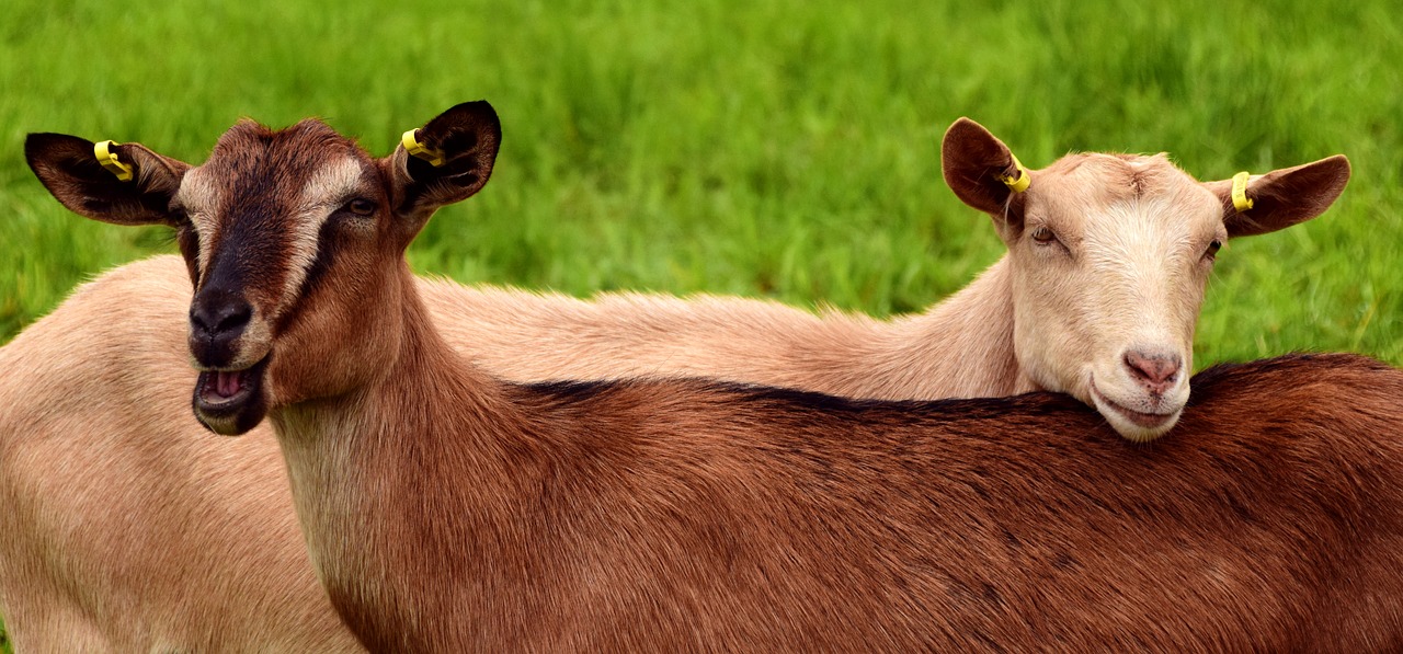 goats young pasture free photo