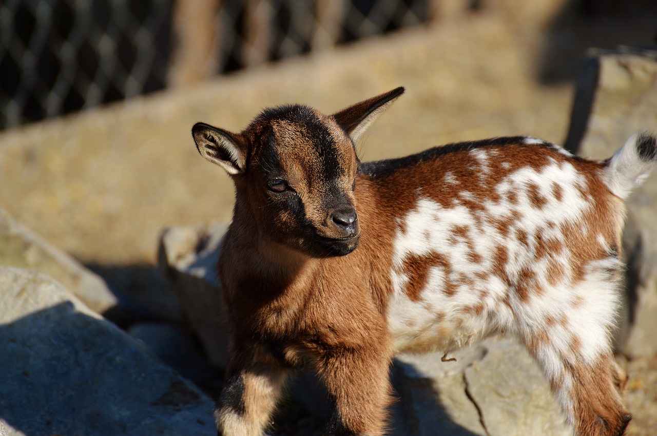 goats young animals playful free photo