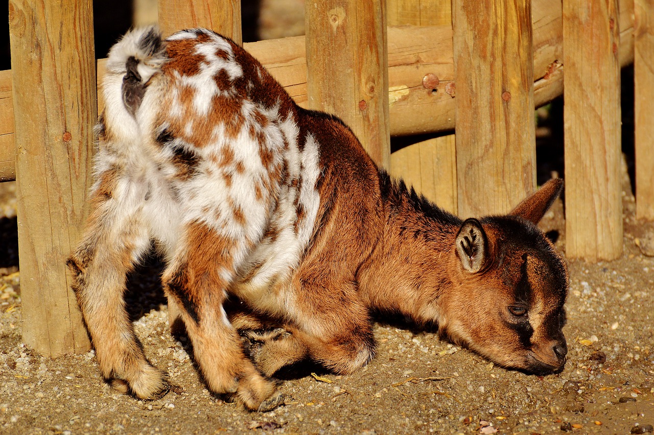 goats young animals playful free photo