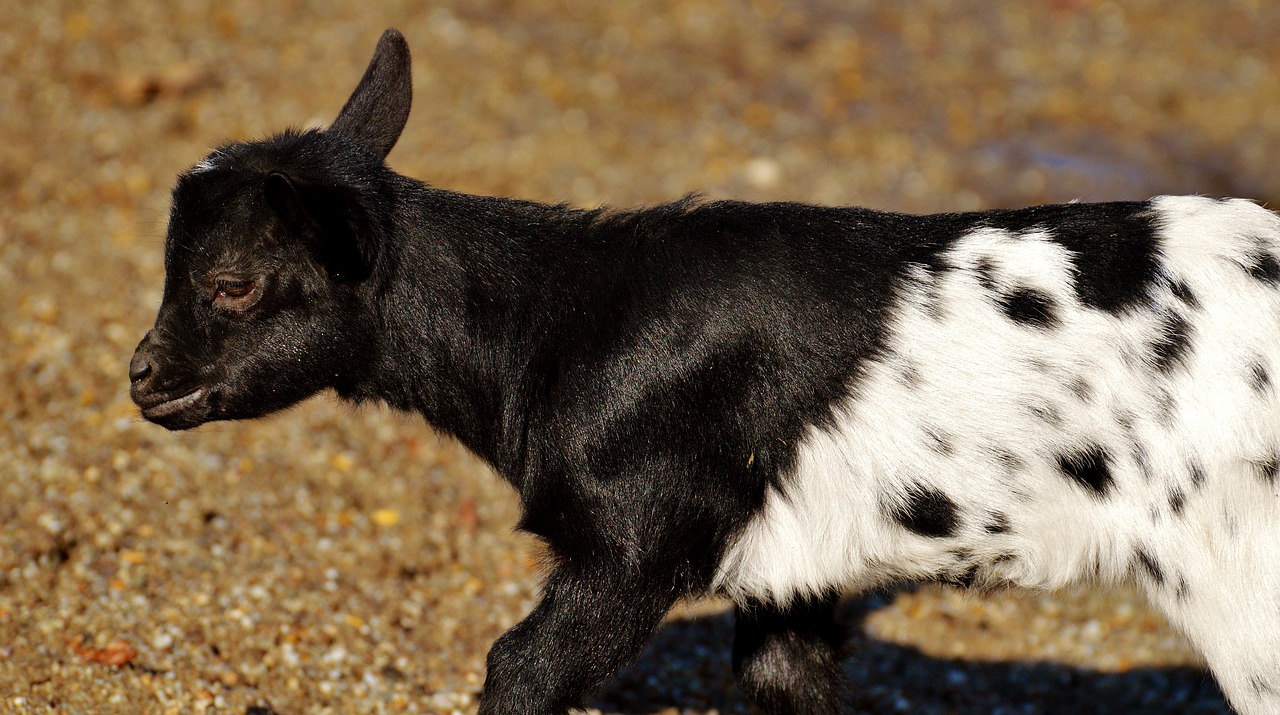 goats young animals playful free photo