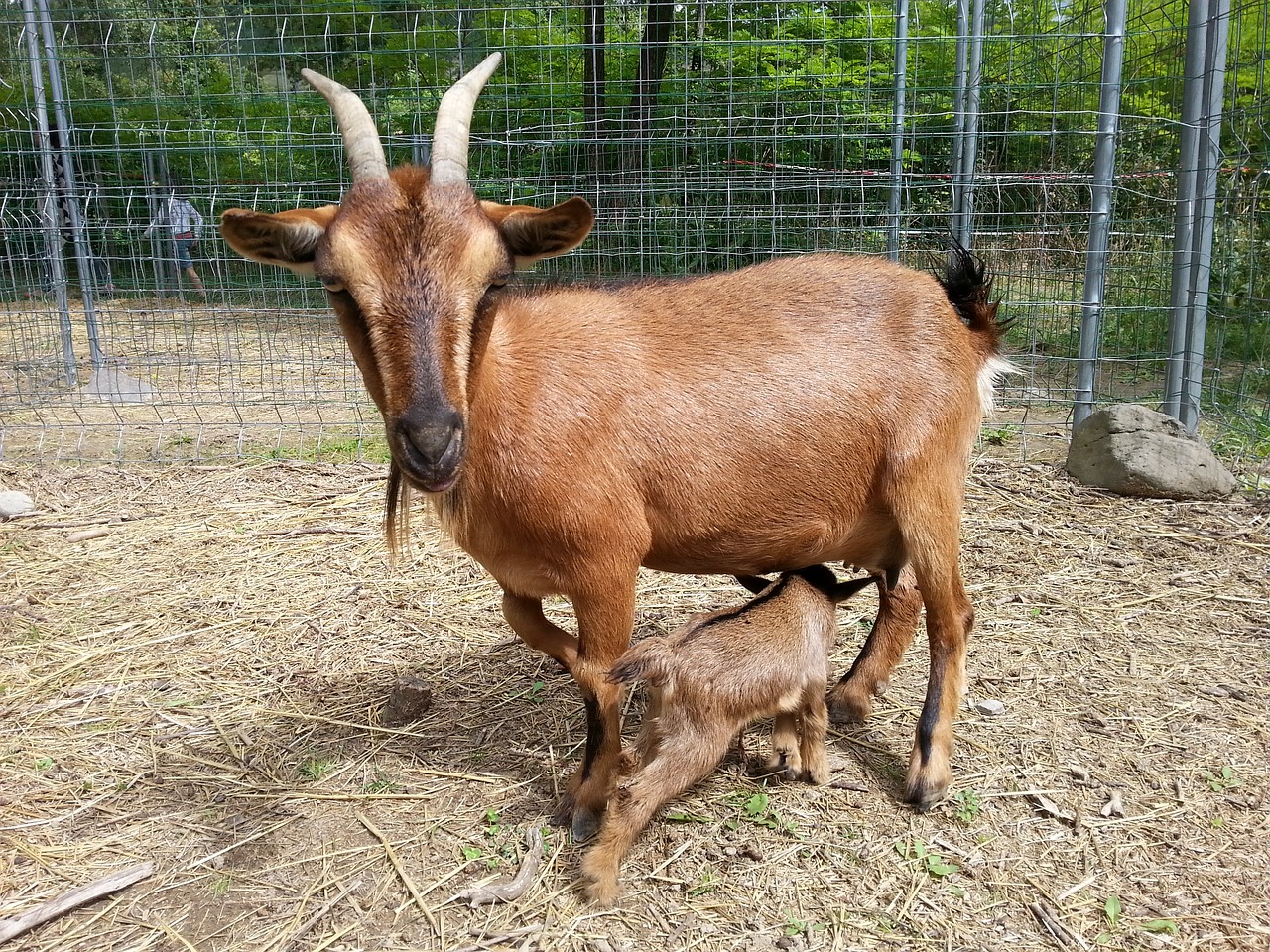 goats baby animals free photo