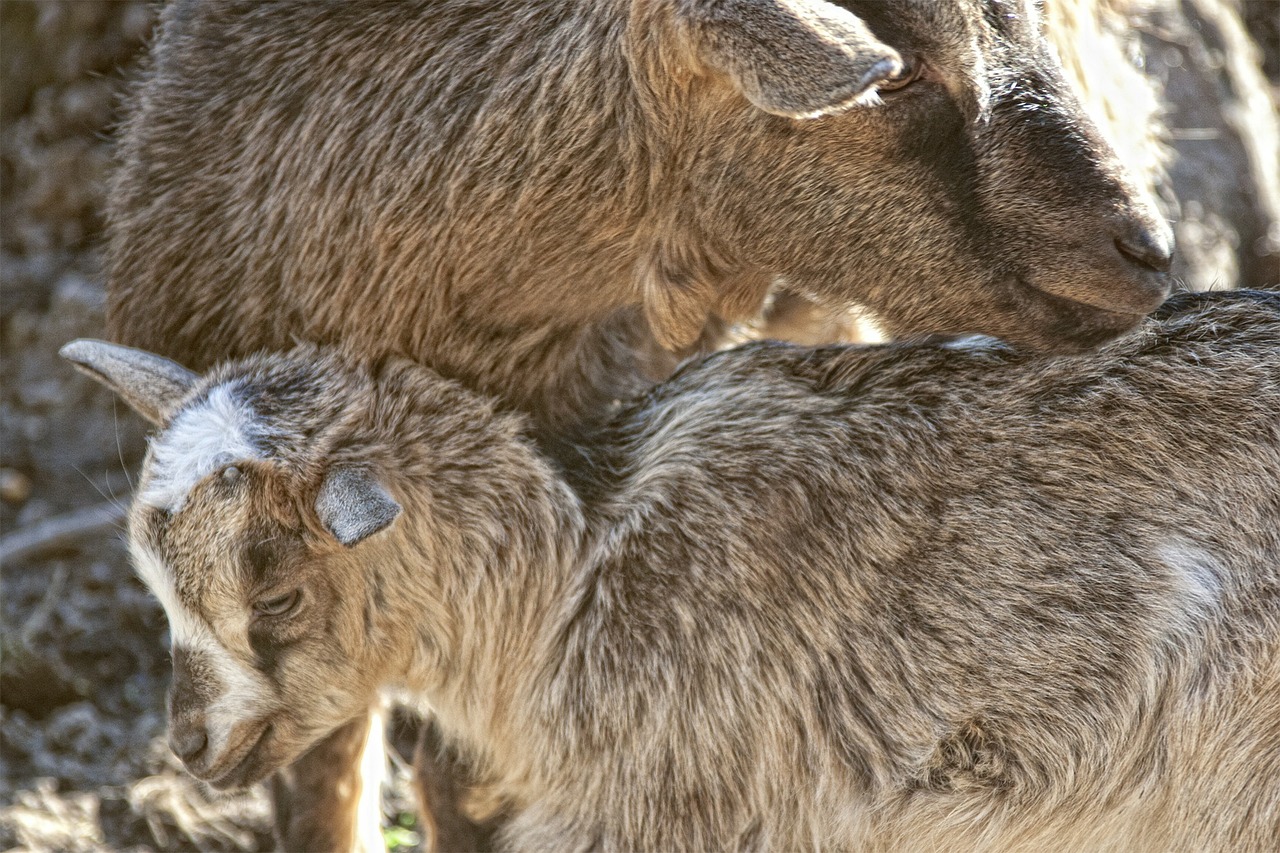 goats young goat dam free photo