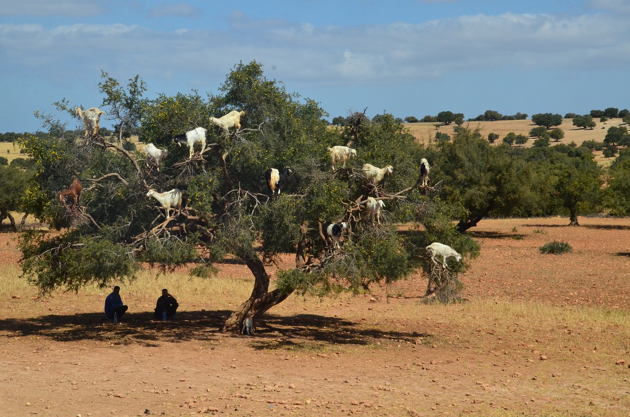 goats tree shepherds free photo