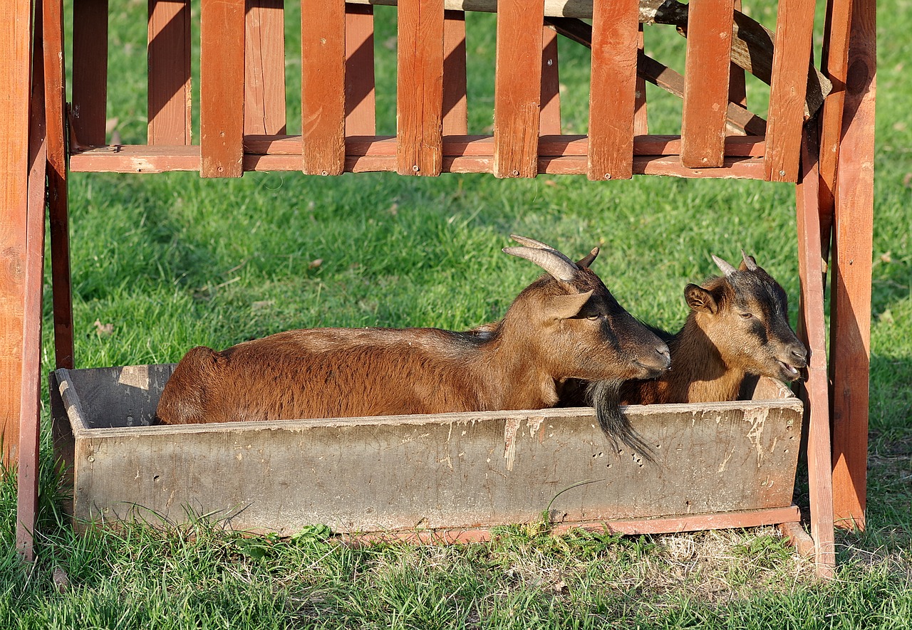 goats trough funny free photo