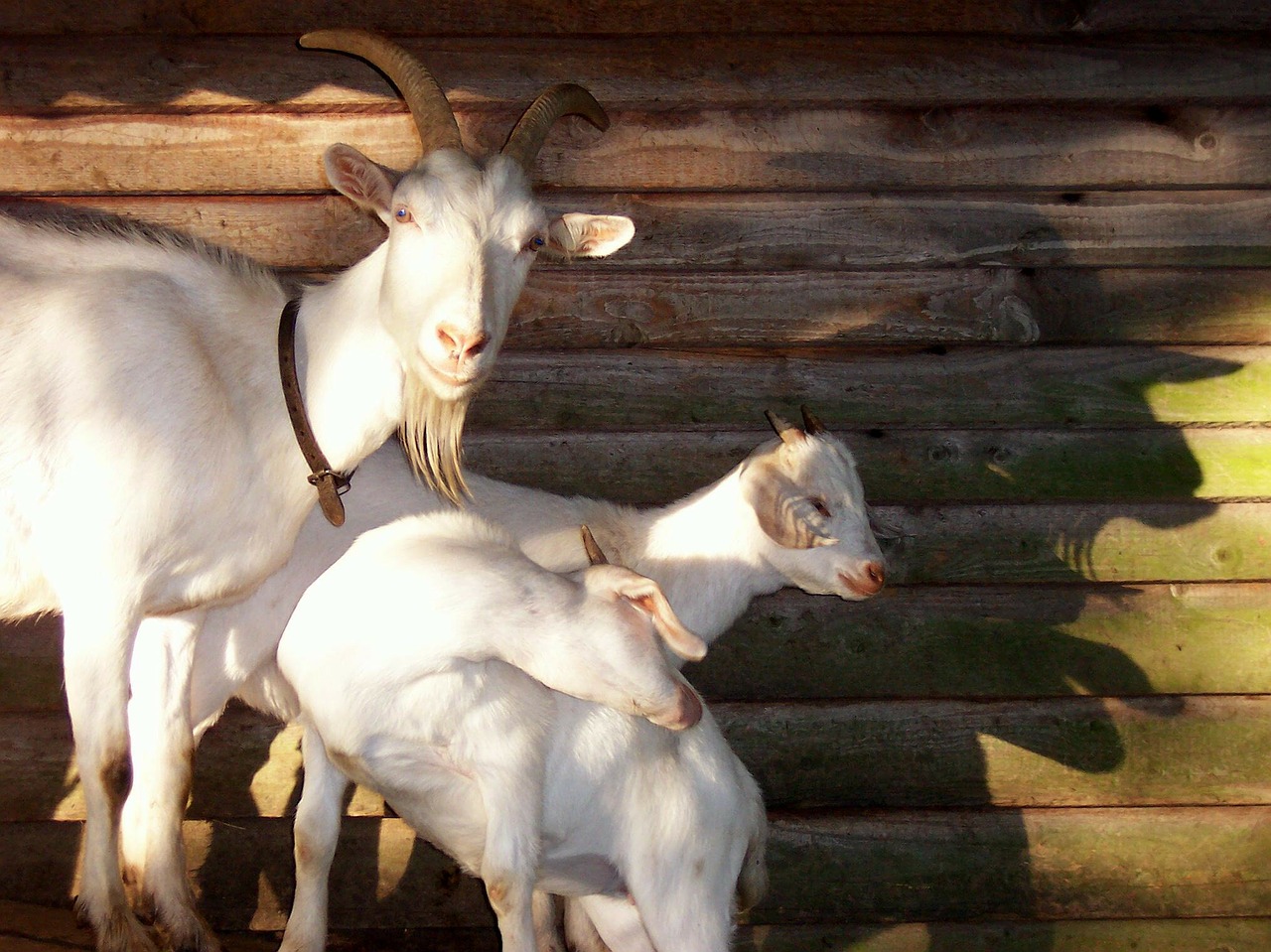 goats billy goat animals free photo
