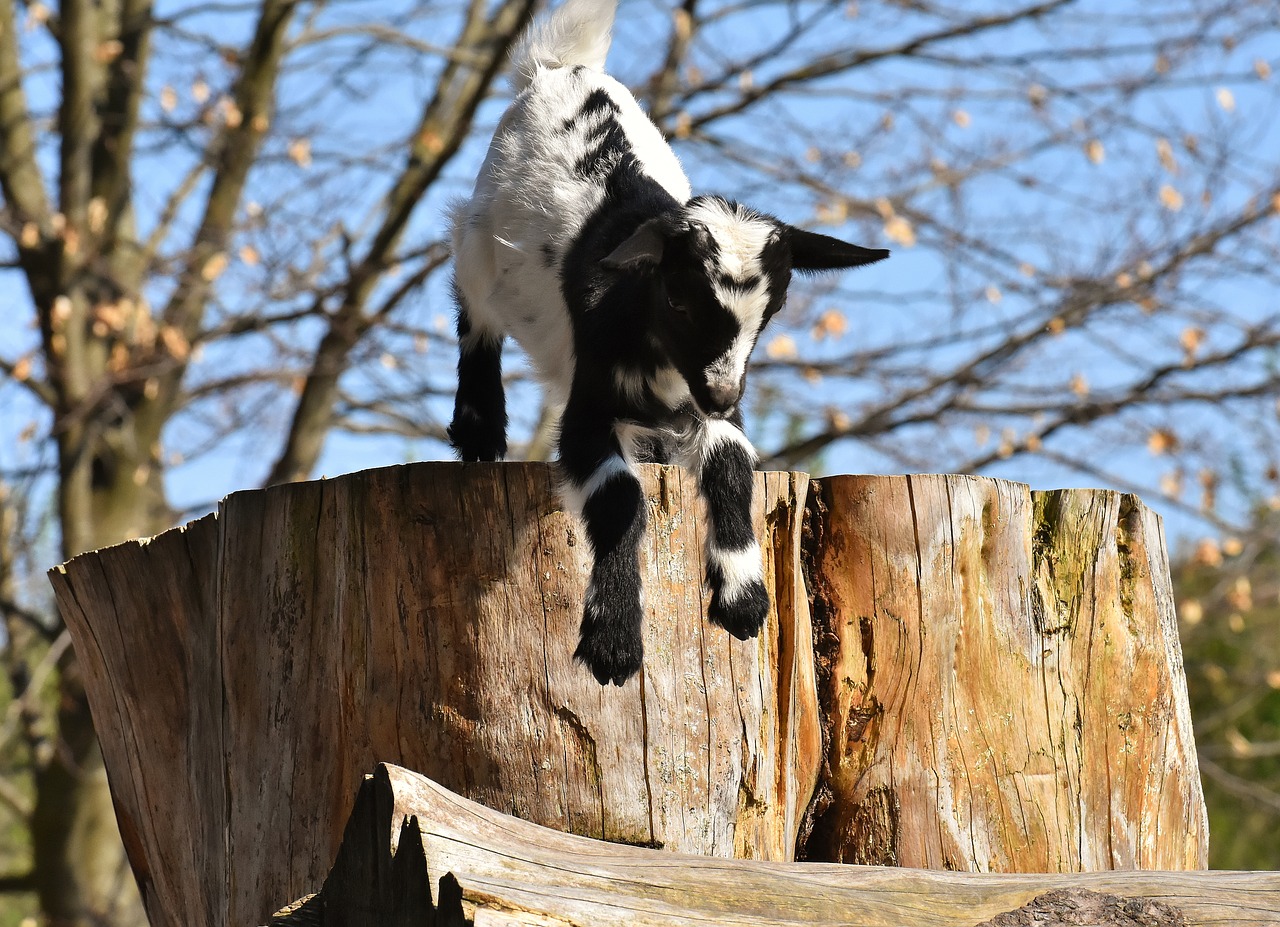 goats  young animals  playful free photo