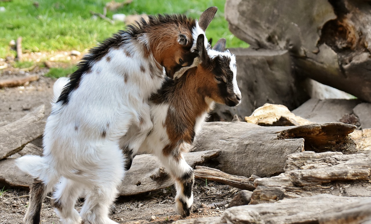 goats  young animals  playful free photo