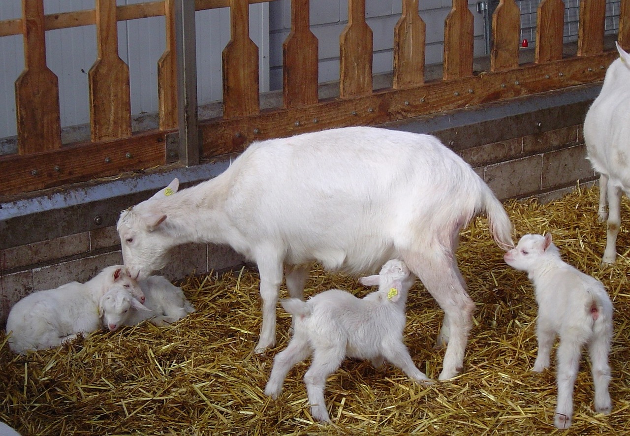 goats  lambs  drinking free photo