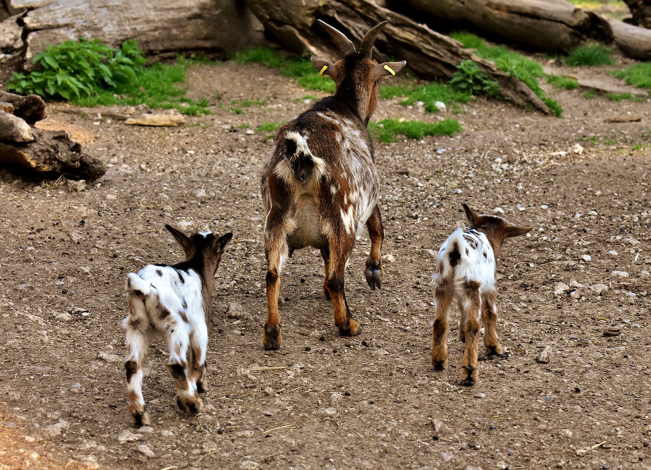 goats  mom young animals  playful free photo