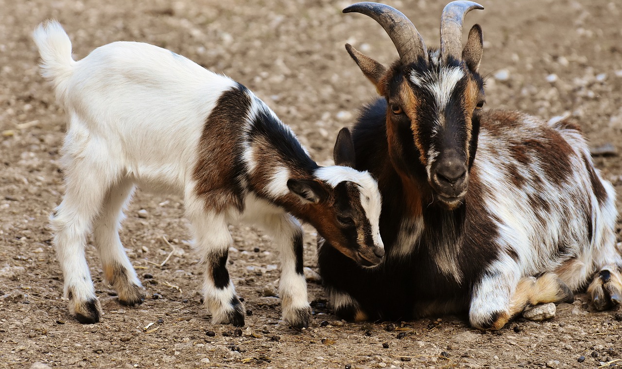 goats  mama  child free photo