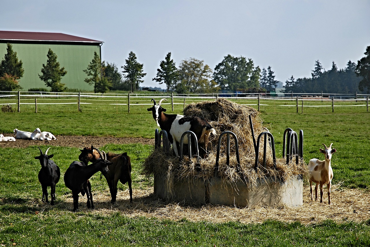 goats hay krmelec free photo