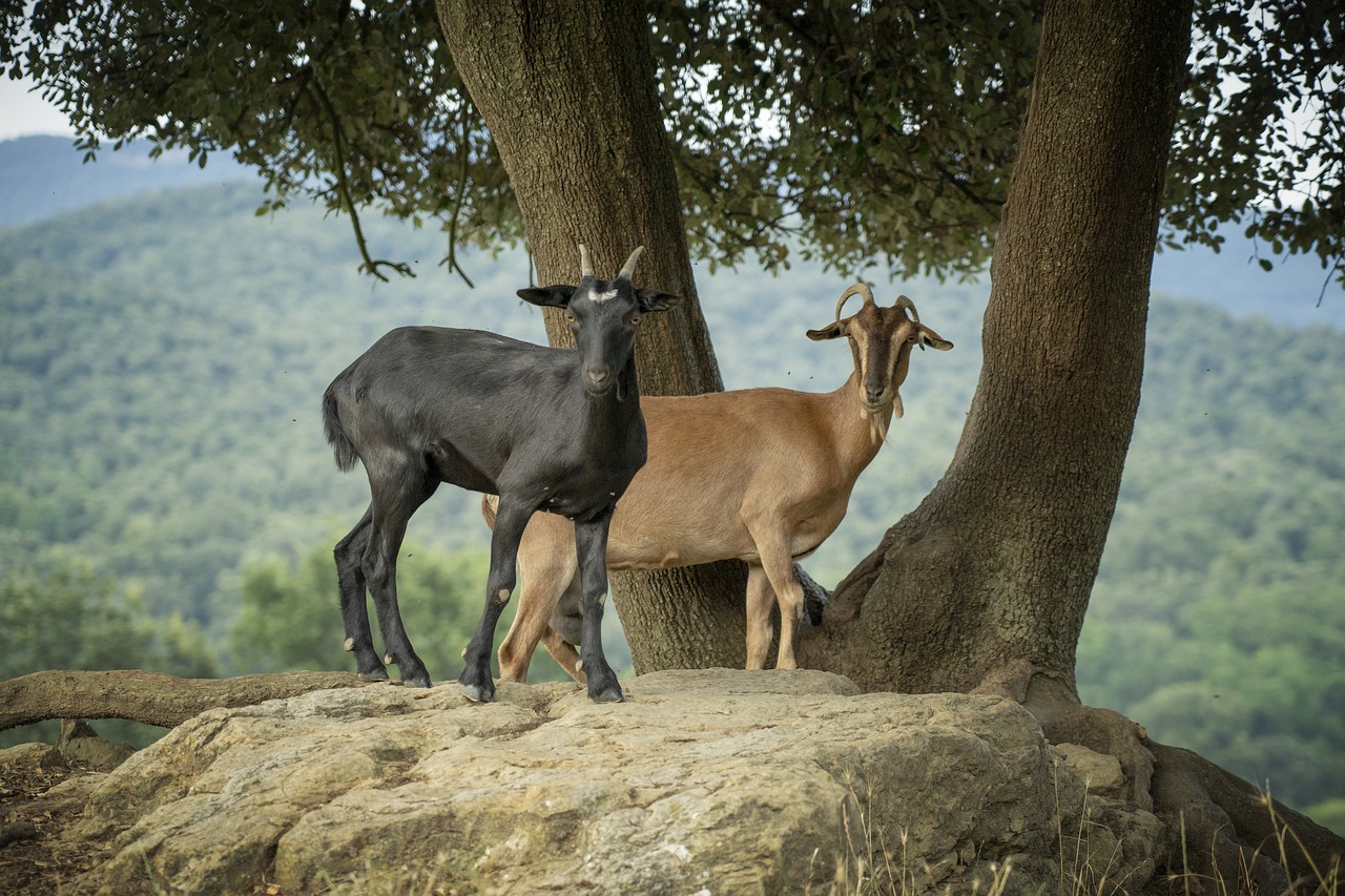 goats  mount  horns free photo