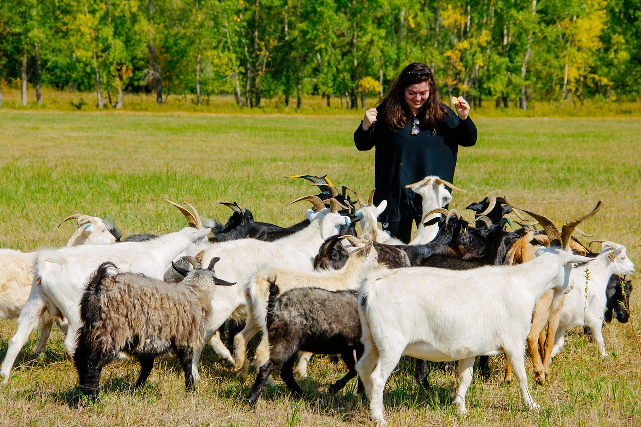 goats  russia  field free photo