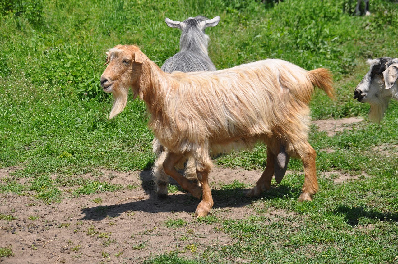 goats  pasture attitude  romania free photo