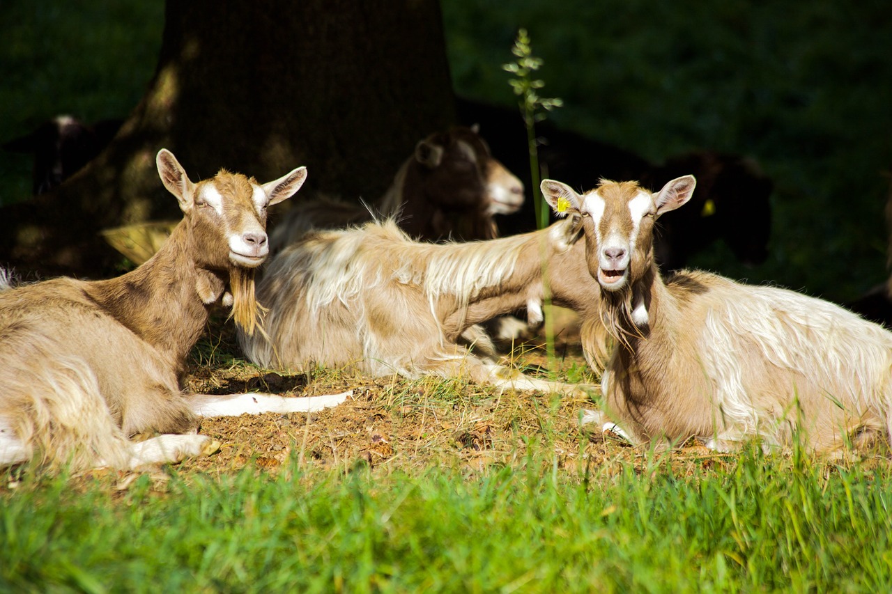 goats  billy goat  idyle free photo