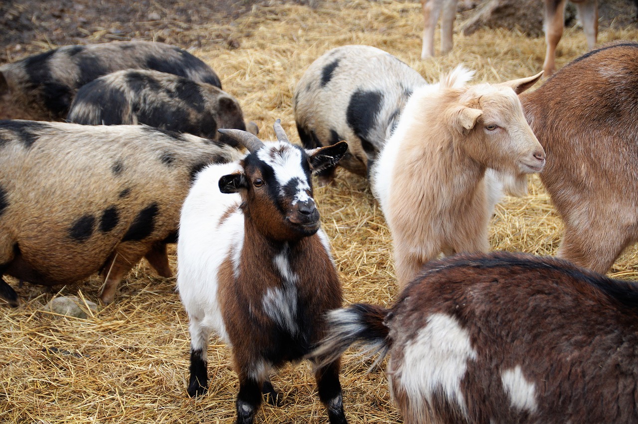 goats  economic  animal free photo
