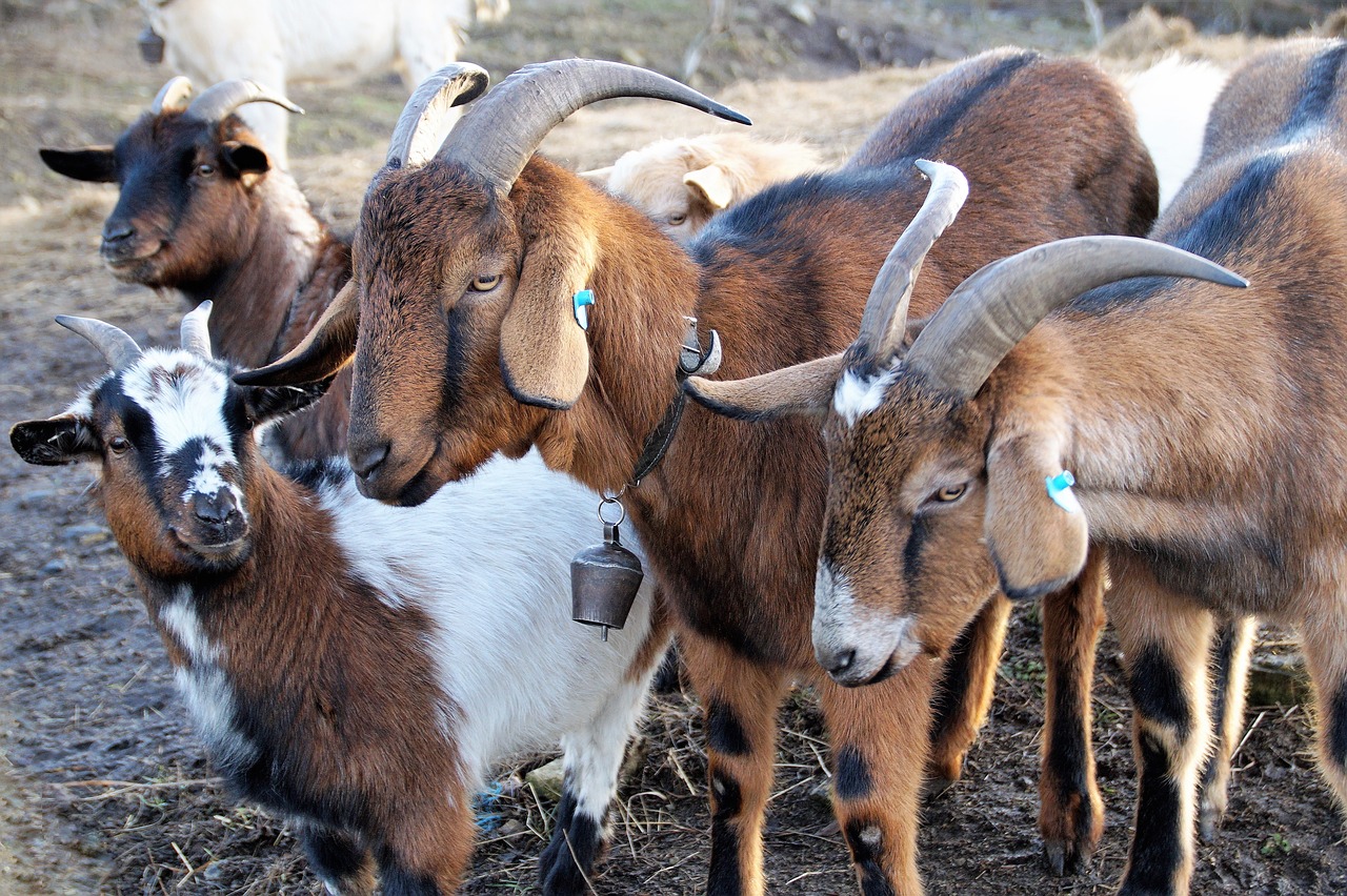 goats  brown  breeding free photo