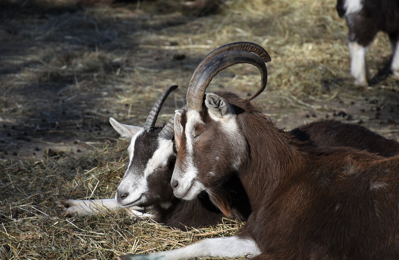 goats  animals  farm free photo