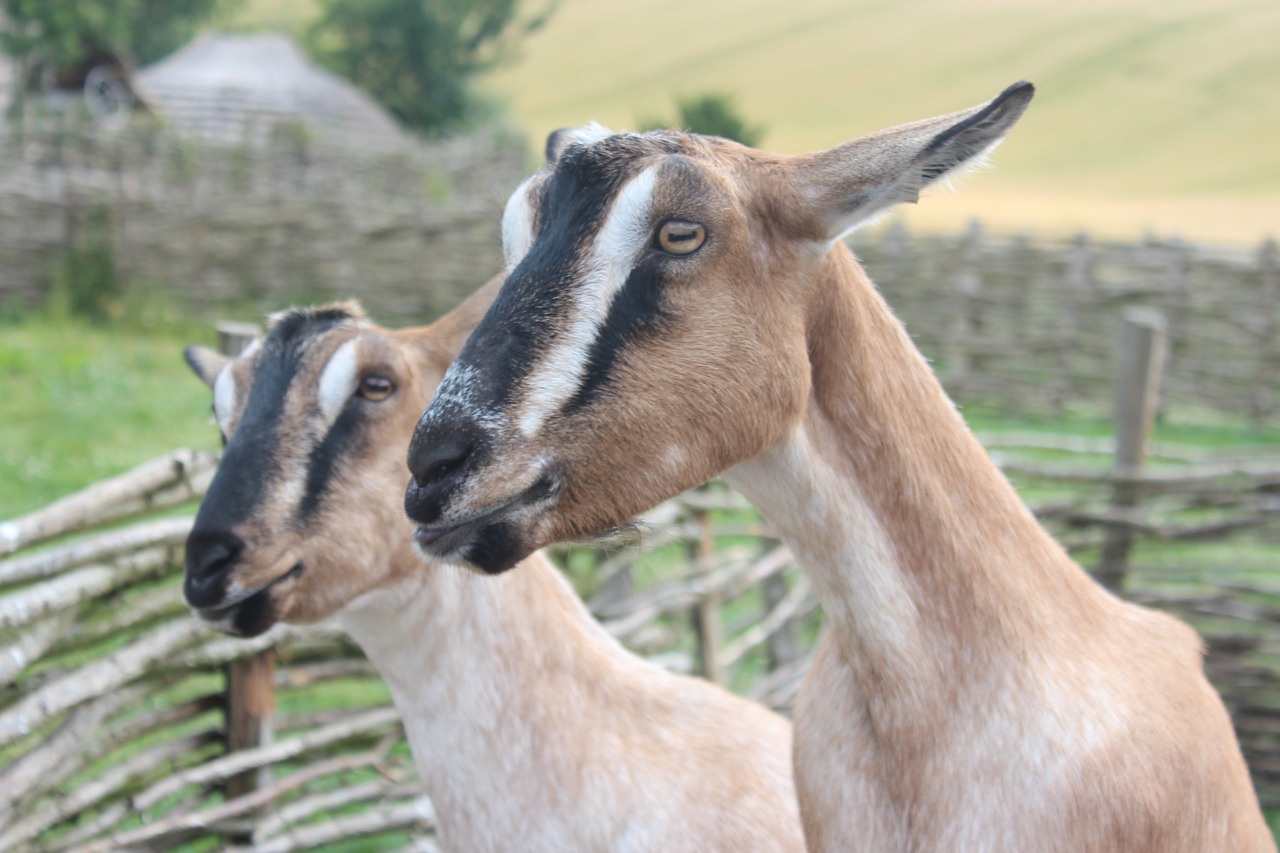 goats  nature  uk free photo