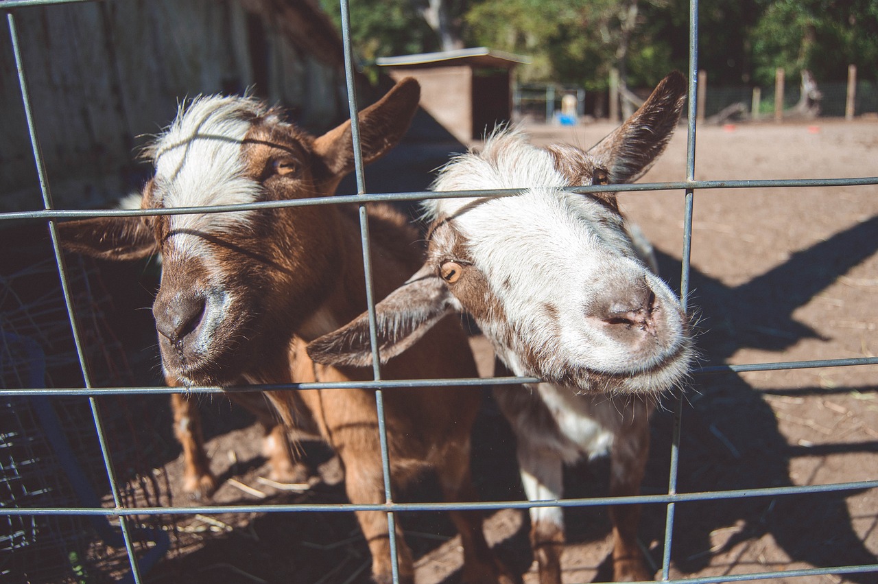 goats  farm  animal free photo