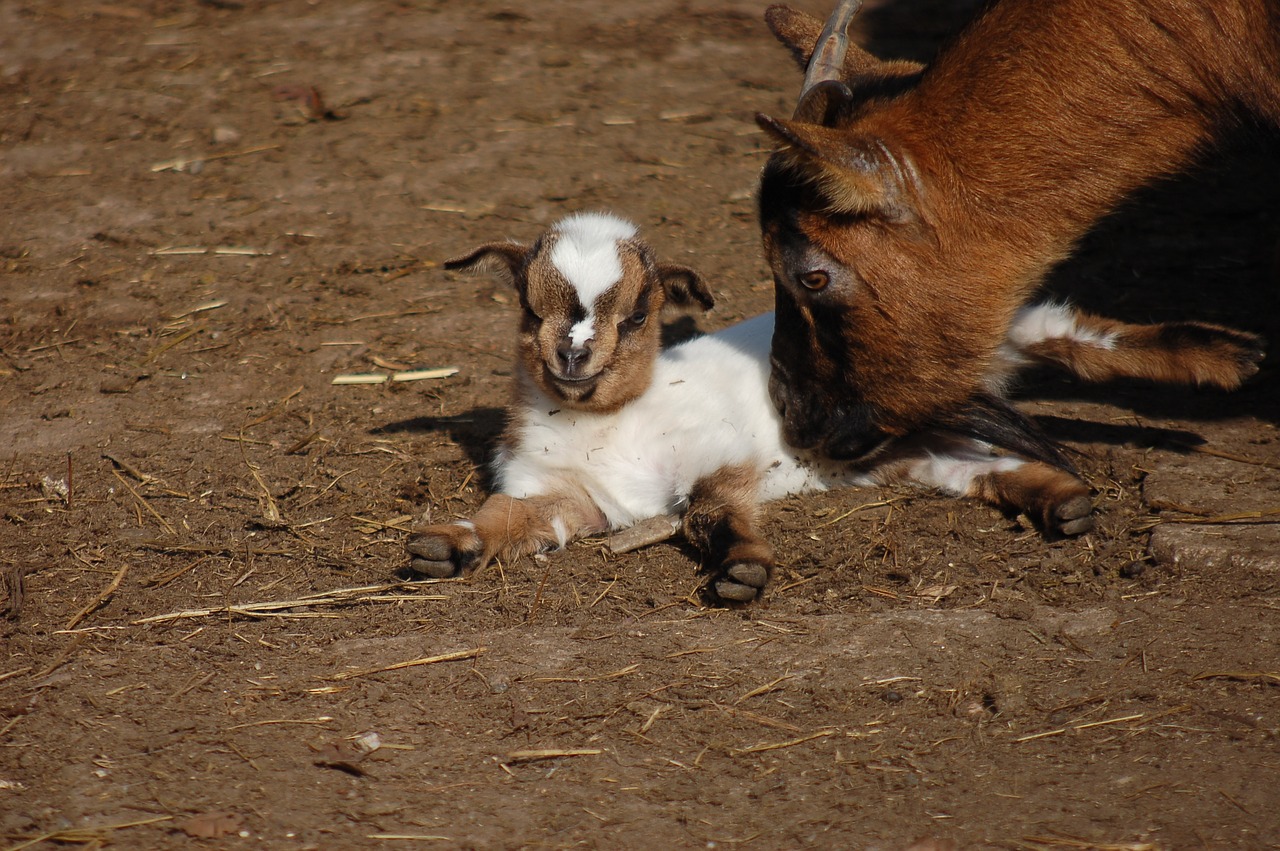 goats  farm  animals free photo