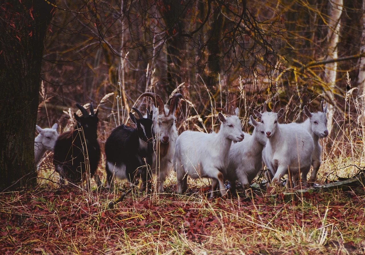 goats  goat  forest free photo