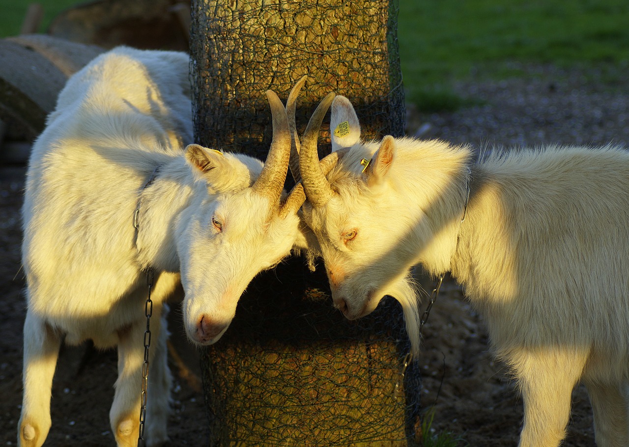 goats  connected  horns free photo