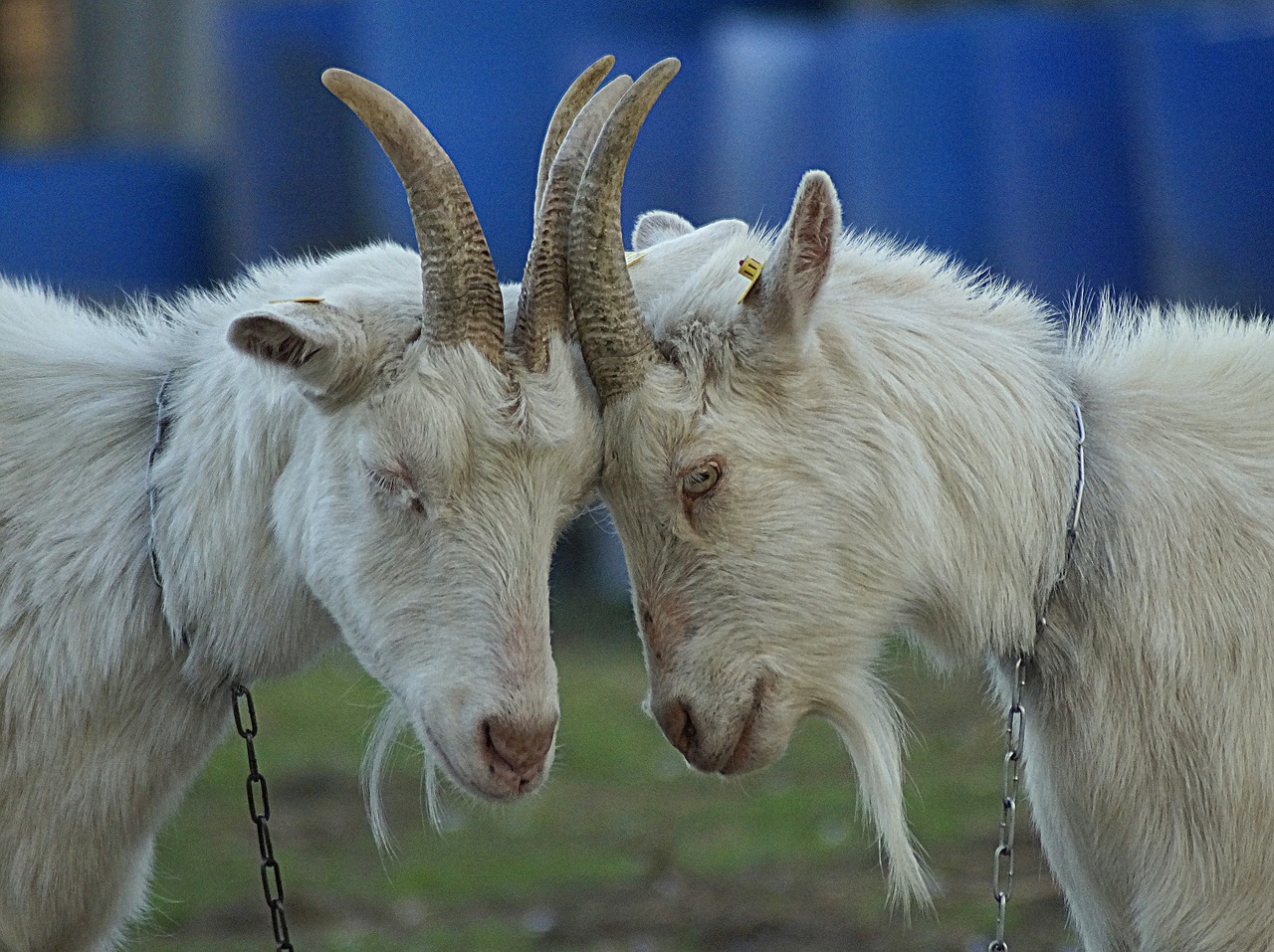 goats  intimacy  tenderness free photo