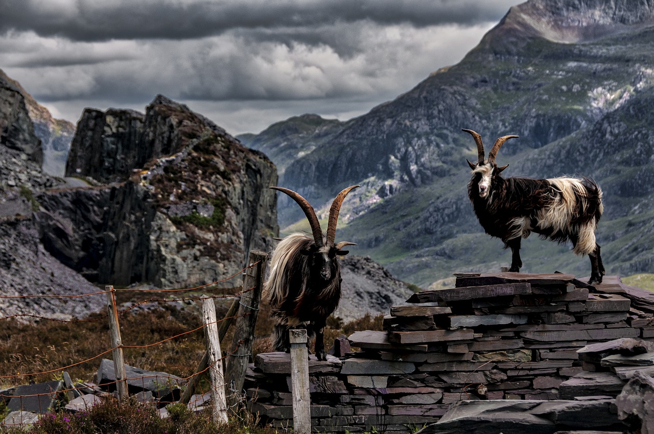 goats  mountain  wales free photo