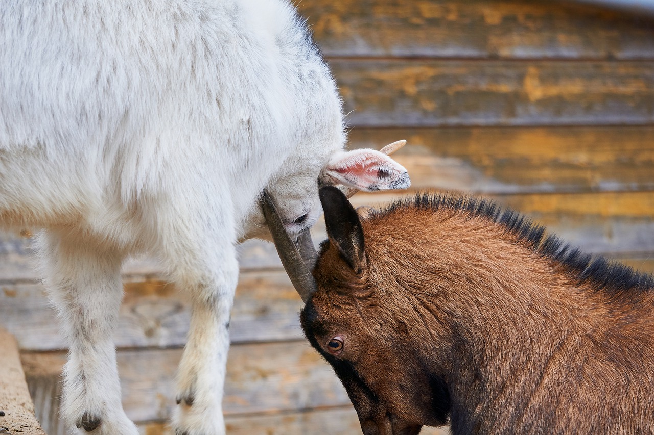 goats  fight  deals free photo